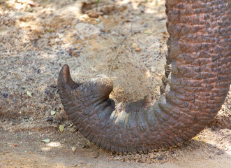 The elephant's trunk is long and has a lot of wrinkles