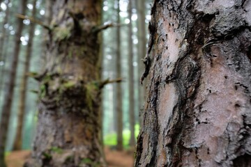 Obraz premium Exploring the tranquility of a misty forest with towering trees and rough bark textures captured during early morning light
