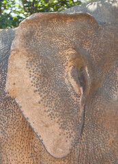 The elephant has a wrinkled ear with a few spots
