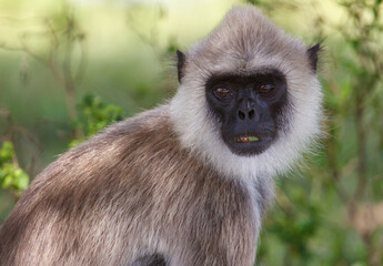 A monkey with a black nose and a white face is eating a leaf