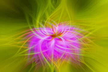 abstract colorful background with flower in the center