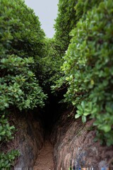 Lush green pathway between dense foliage leading to an unknown destination in a serene environment