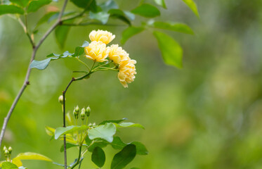 A yellow flower with green leaves is in the foreground of a green background