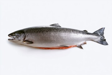 Fresh salmon featured on a clean white background showcasing its glistening skin and vivid colors