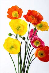 Obraz premium Colorful poppy flowers arranged in a vase create a vibrant display in a bright indoor setting