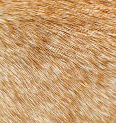 A close up of a brown fur texture