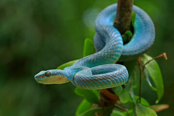 Trimeresurus insularis, pit viper snakes on the branch