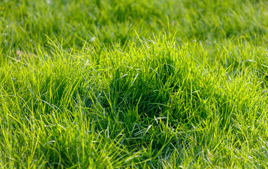 A field of green grass with a few patches of dirt