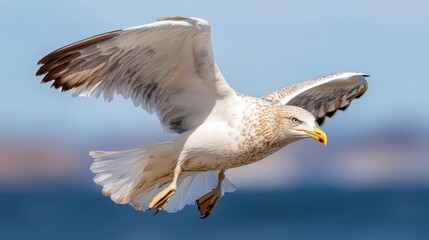 Obraz premium Majestic Seagull in Flight Over Ocean Waves with Blue Background