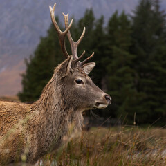 Fototapeta premium deer in the forest