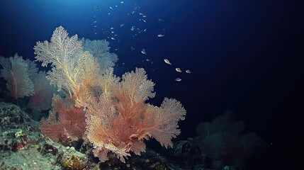 Obraz premium Underwater Coral Reef Serenity: A Symphony of Color and Life