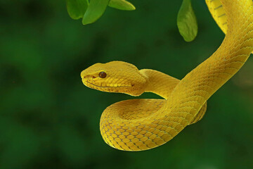 Trimeresurus insularis, pit viper snakes on the branch