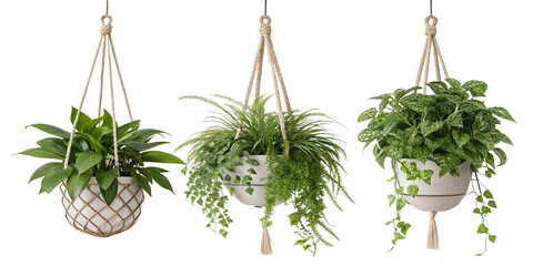 Hanging plants enhance decor beautifully, element set on transparent PNG