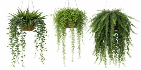 Hanging plants enhance decor beautifully, element set on transparent PNG