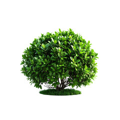 Fototapeta premium Isolated green bush plant for garden design and landscaping on transparent background