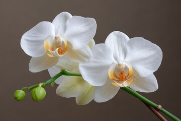 Obraz premium White Orchid Flower Bloom Close Up
