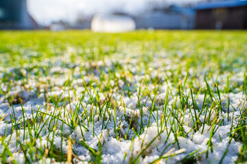 Sunny spring morning, snow melting on green grass. Lawn covered with snow in spring