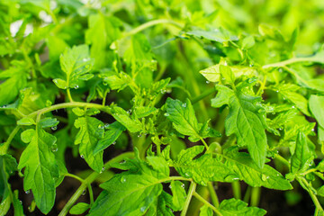 Water drops on the leaves of tomato seedlings in a greenhouse, close-up
