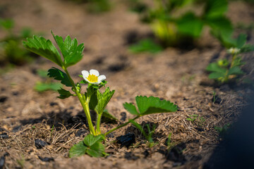 White flower of blooming strawberry on a pea bed close-up