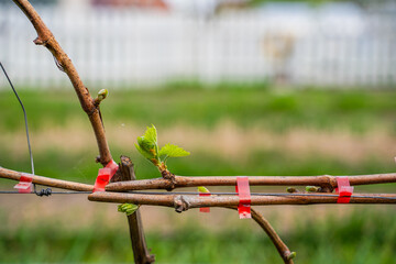 The first spring leaves of grapes close-up in spring. Grape buds wake up after winter