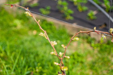 The first spring leaves of grapes close-up in spring. Grape buds wake up after winter