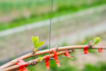 The first spring leaves of grapes close-up in spring. Grape buds wake up after winter