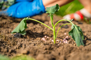 The process of planting seedlings on a sunny spring day, close-up