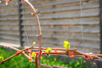 The first spring leaves of grapes close-up in spring. Grape buds wake up after winter