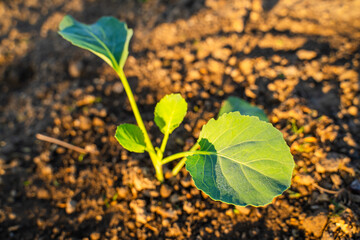 Freshly planted cabbage seedlings grow in the garden in the morning at sunrise. Young vegetable sprouts
