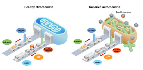 Mitochondrial Health