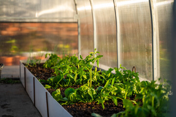 Planted tomato seedlings growing on a bed in a greenhouse close-up at sunset in the evening