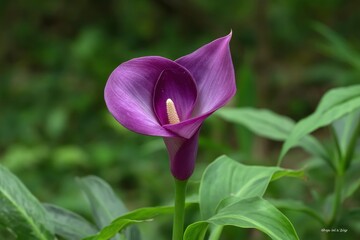 Purple Calla Lily Flower Portrait