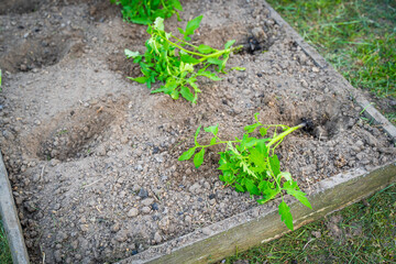 The garden bed is prepared for planting tomato seedlings. The process of planting tomatoes in the garden