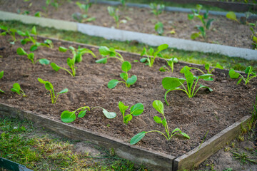Vegetable garden with freshly planted cabbage seedlings