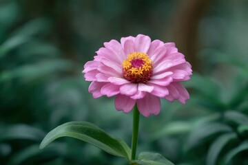 Pink Zinnia Flower with Green Leaves