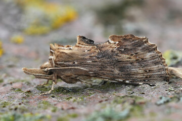 Closeup on a Pale Prominentmoth, Pterostoma palpina with it's remarkeable long snout