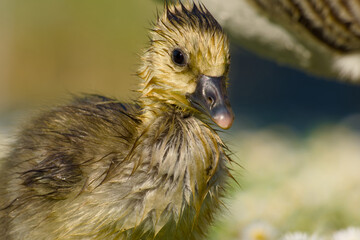 wet gosling of greylag goose after floating on water close-up