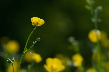 Ranunculus blossom in the sunset light close-up