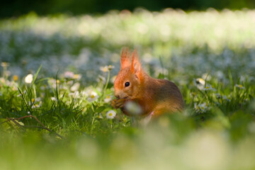 curious cute red squirrel is sitting on the daisy meadow close-up