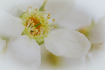 Macro shot of Prunus padus (bird cherry) flower showing detailed stamen, white petals, and soft green and yellow tones with a blurred background.