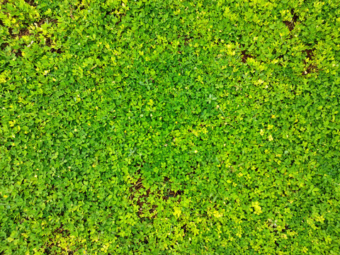 Grona triflora or desmodium triflorum, known as creeping tick trefoil or beggarweed, a typical small shrubs with round green leaves as a forage plant. This plant is grown in tropical countries.
