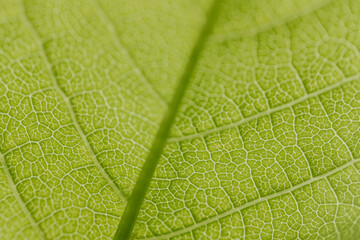 Detailed macro photograph of a fresh green leaf showing intricate vein patterns and vibrant natural texture.