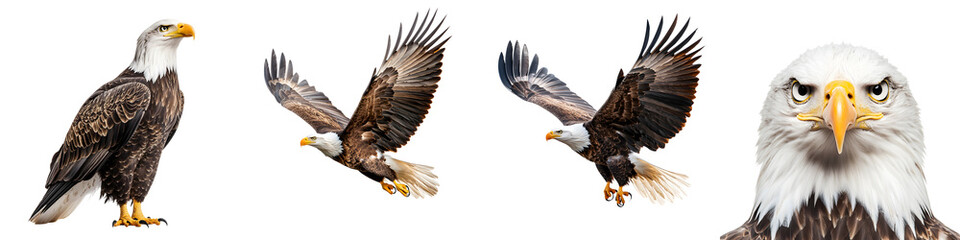 Fototapeta premium Majestic bald eagles soaring and perched in the wild