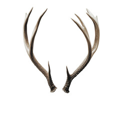 Obraz premium A pair of elegant deer antlers isolated on a plain background, ideal for a variety of creative uses