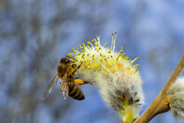 A bee on a branch of a blooming willow