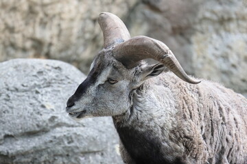 スーチョワンバーラル