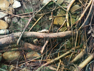 Close up of exposed tree roots, twigs, and branches stemmed from the tree trunk. Rocks, gravel, and stone with natural outgrowing tree roots in a forest. Natural wood phenomenon. Horror and eerie feel