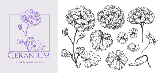 Geranium, hydrangea, flowers in engraving style, set of vector illustrations, hand drawn sketch