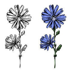 Chicory flower, realistic plant, vector sketch illustrations, hand drawn, monochrome