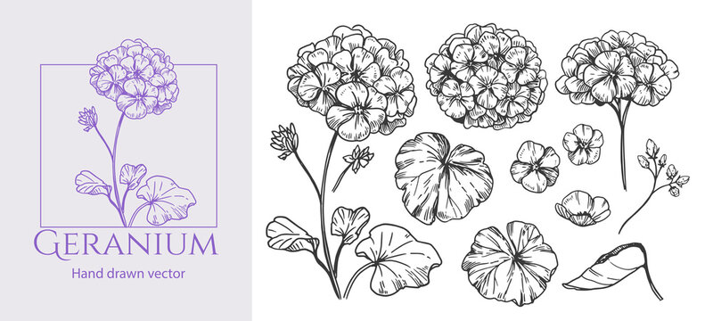 Geranium, hydrangea, flowers in engraving style, set of vector illustrations, hand drawn sketch